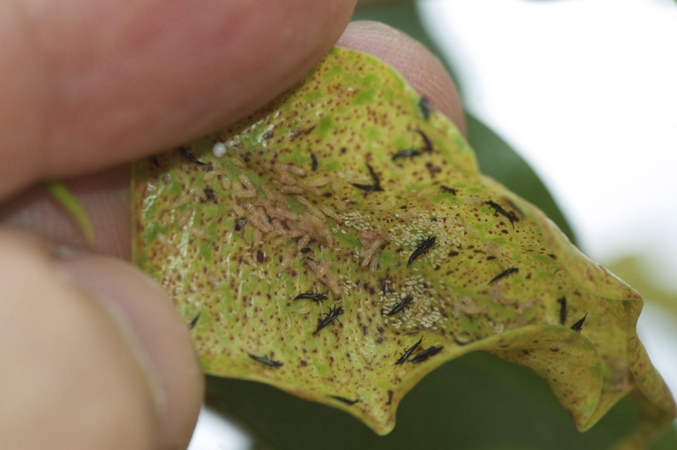 Thrips Bekämpfung Methoden - Wie Wird Man Thripse auf Pflanzen los?