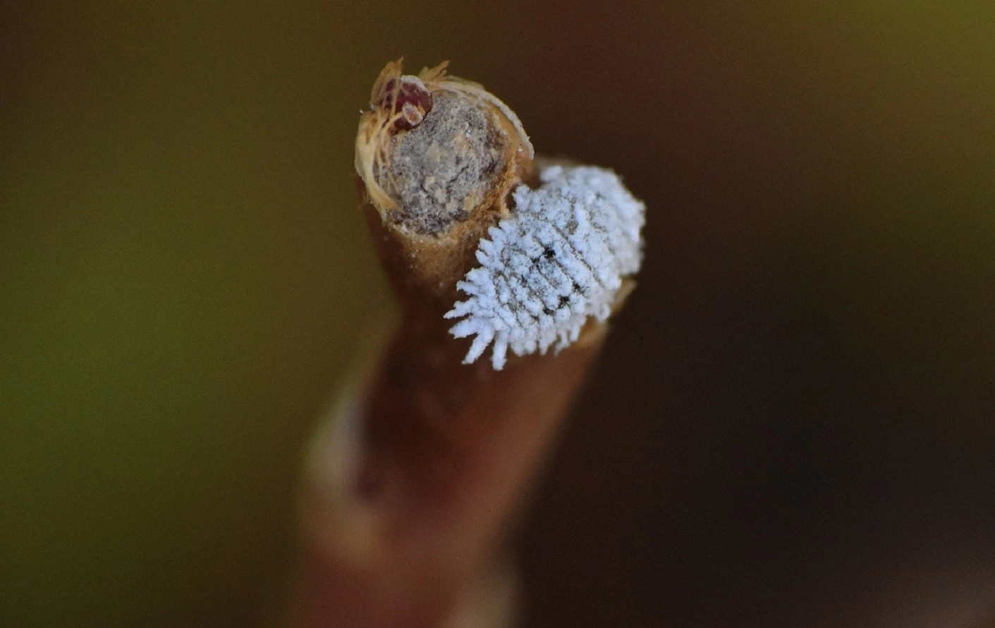 Cocciniglia - Controllare Come Identificare e Sbarazzarsi Rapidamente dei Parassiti