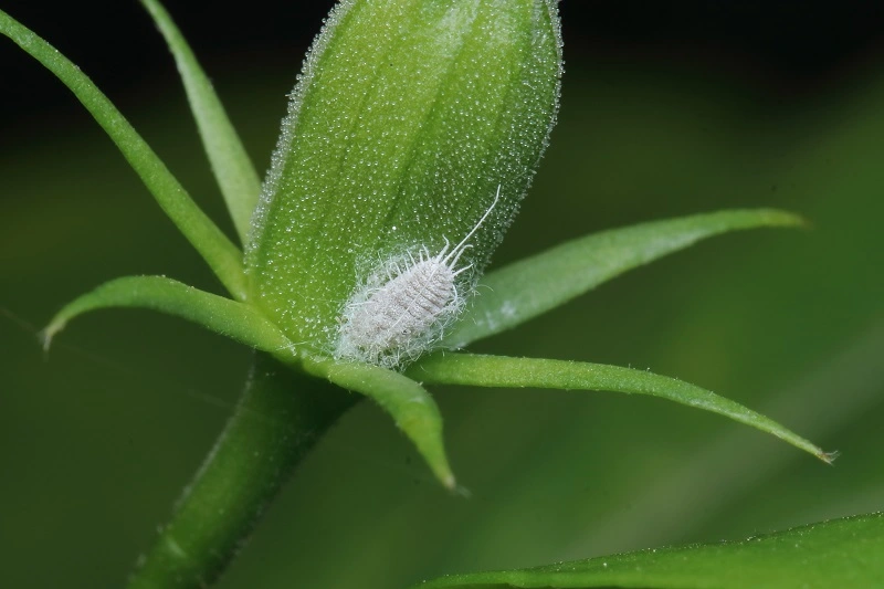 Cosa fare se i rimedi casalinghi contro le cocciniglie non sono efficaci?