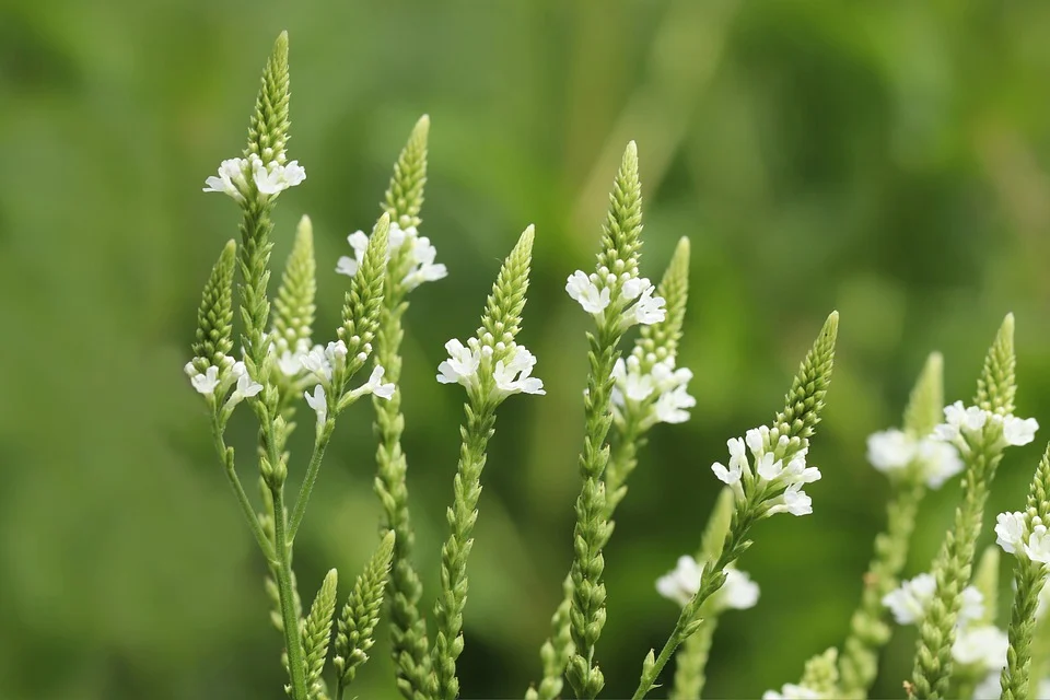 Le varietà di verbena più popolari