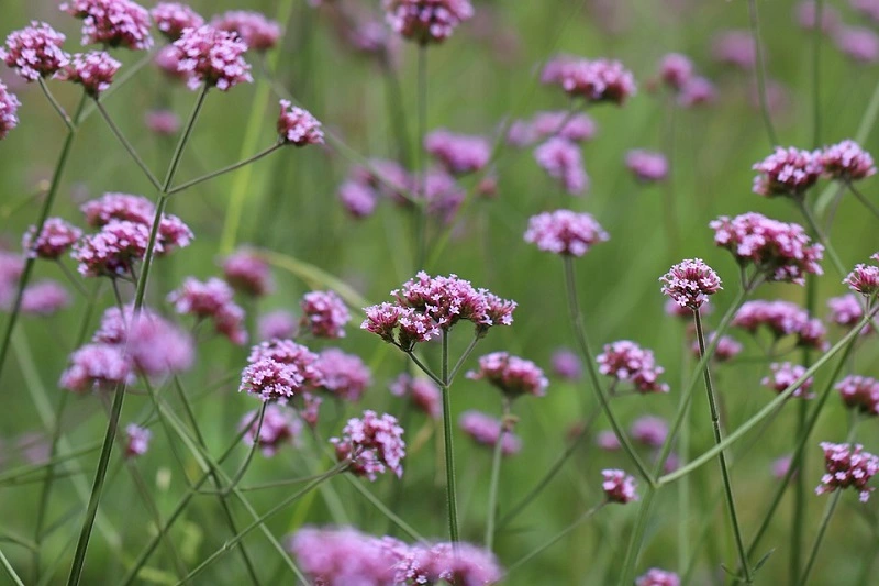 Verbena - origine e caratteristiche