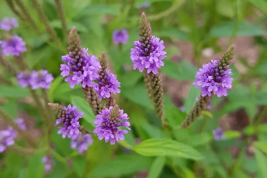 Propagazione della verbena - come moltiplicare le piante di verbena?