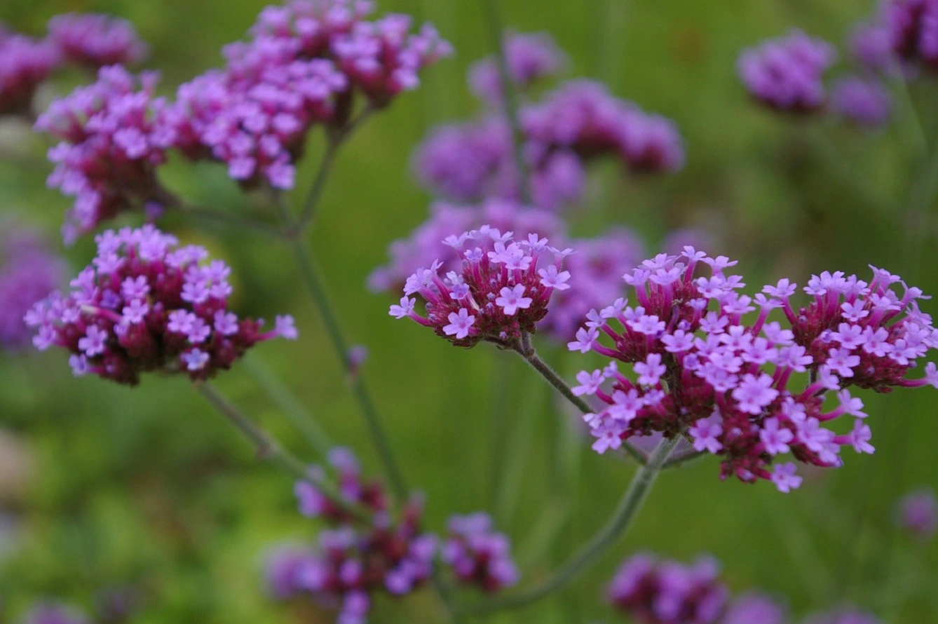 Coltivare la Verbena - Scopri i Benefici della Verbena e la Cura della Pianta