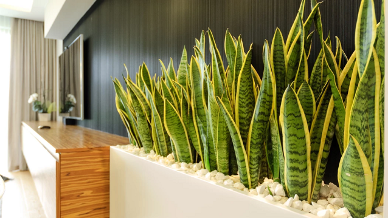 Was für eine Art von Pflanze ist Sansevieria?