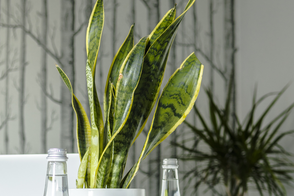 ¿Se puede replantar una Sansevieria?