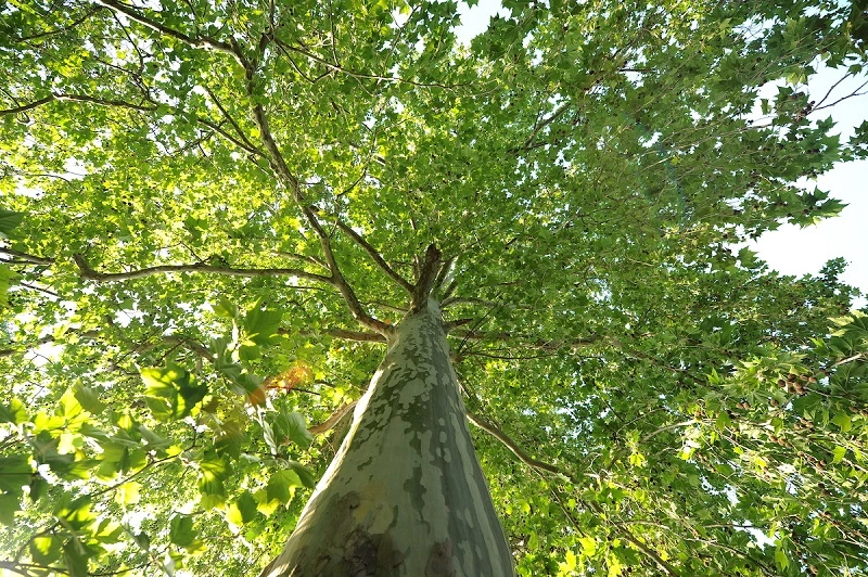 Elme de Sibérie - de quel type de plante s'agit-il ?