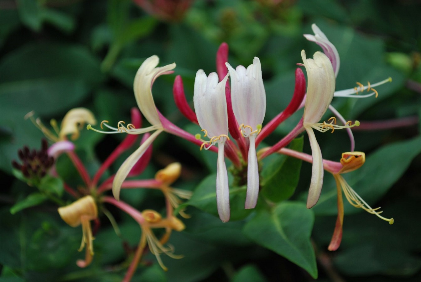 Flores de la Madreselva - Aprenda a Cuidar la Planta de la Madreselva