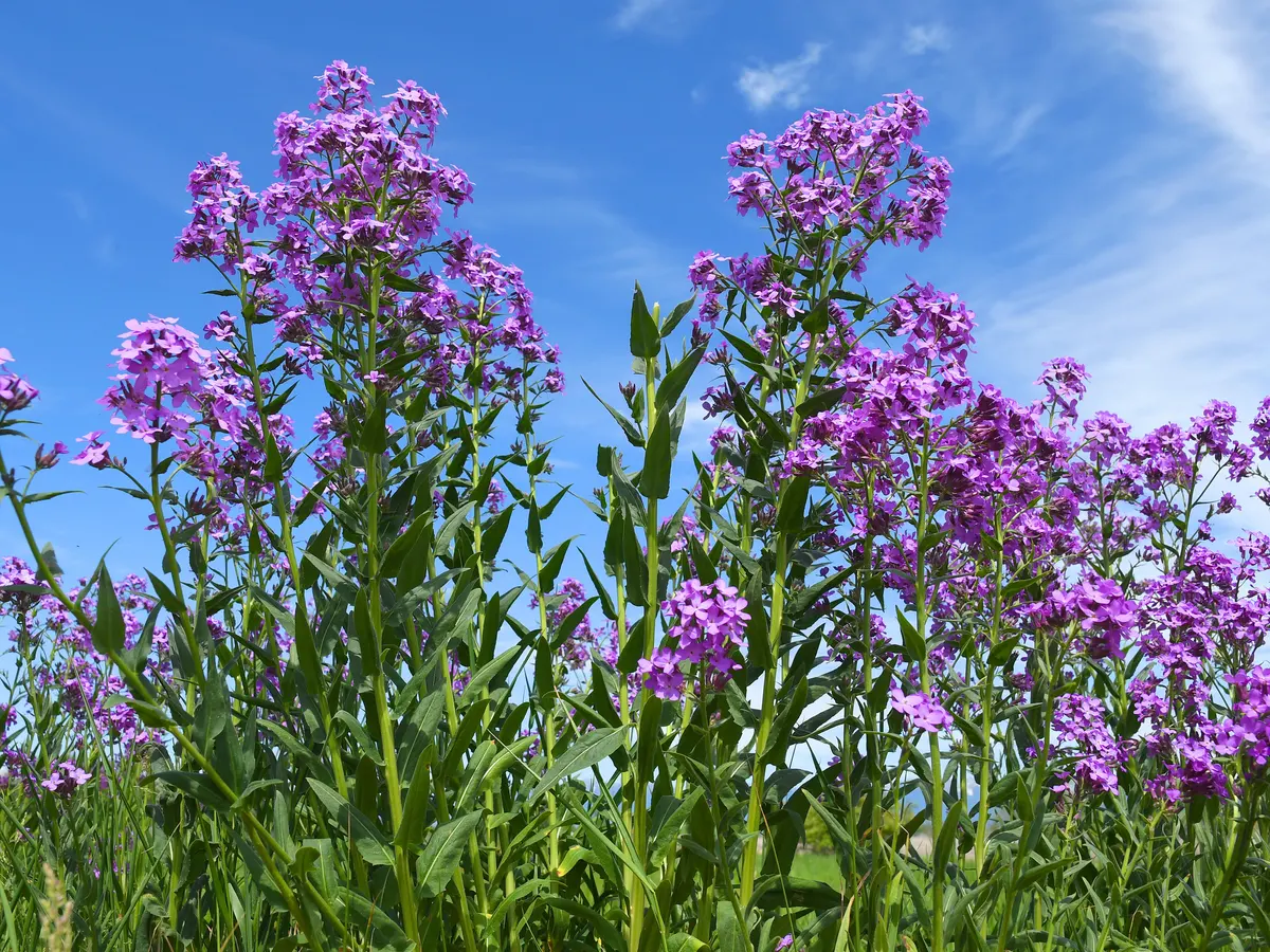 Cohete de Dama - Cómo Cultivar y Cuidar la Hesperis Matronalis