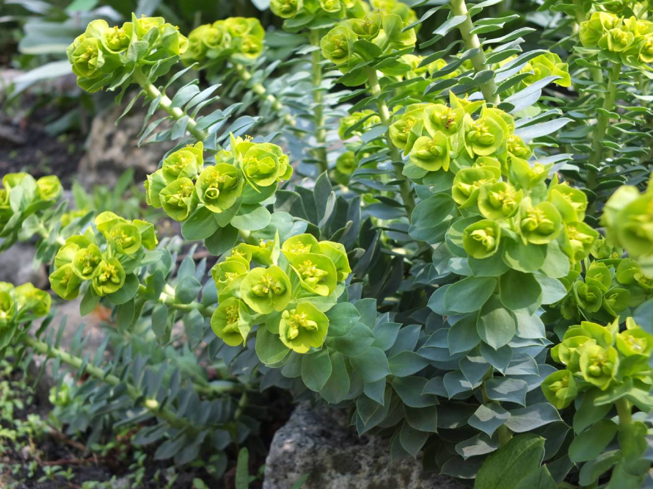 Myrtle spurge - plantas rastreras populares para cultivar en una rocalla