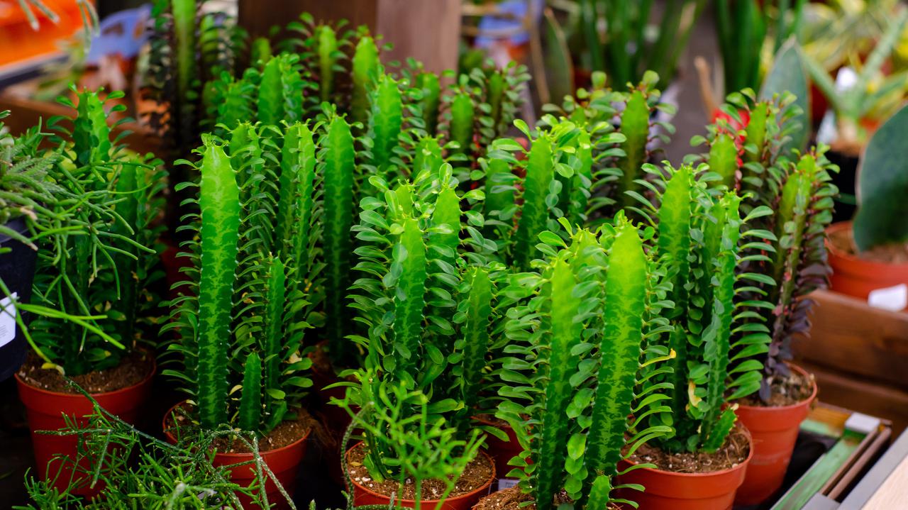 Dreikantige Wolfsmilch - Euphorbia trigona