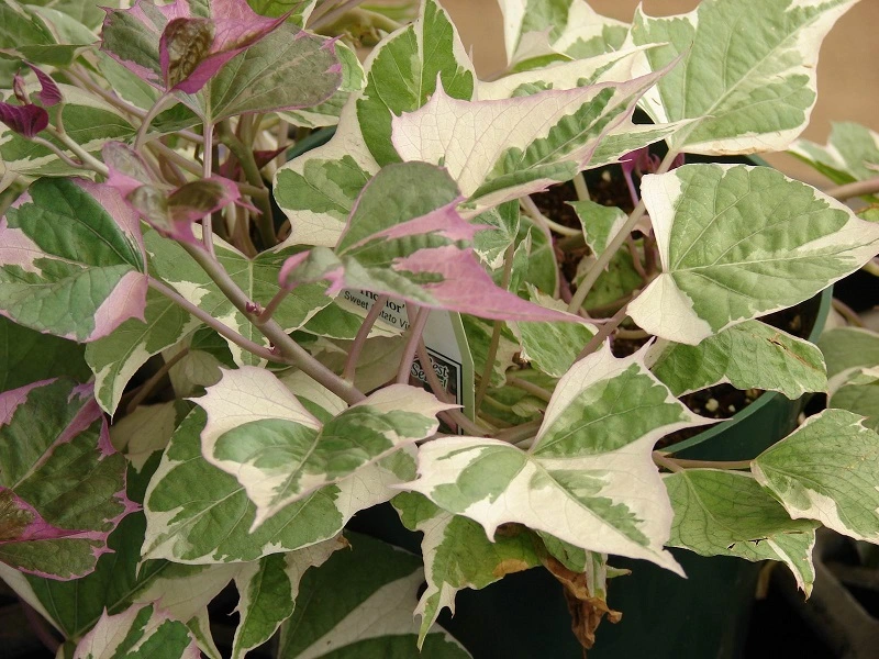 Sweet potato vine – pests