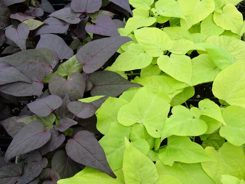 Sweet potato vine – commonly picked varieties