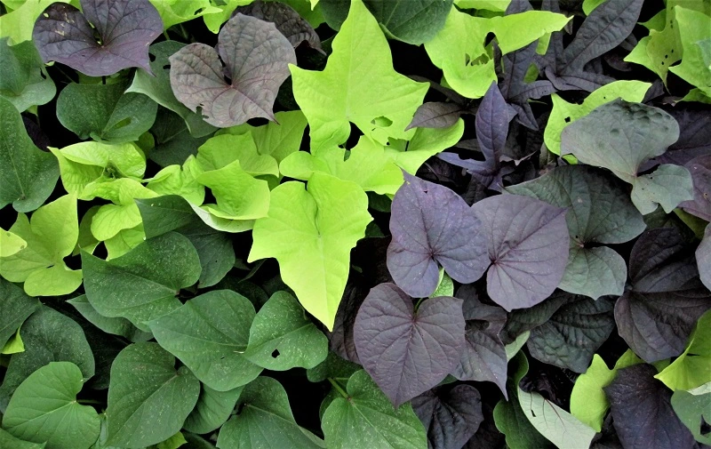 Sweet potato vine – propagation