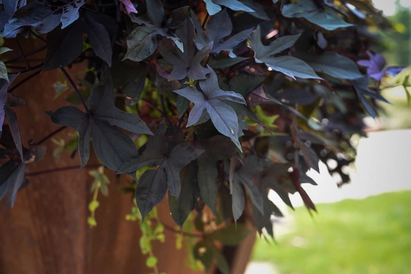 Ornamental Sweet Potato - Check How to Grow Sweet Potato Vine