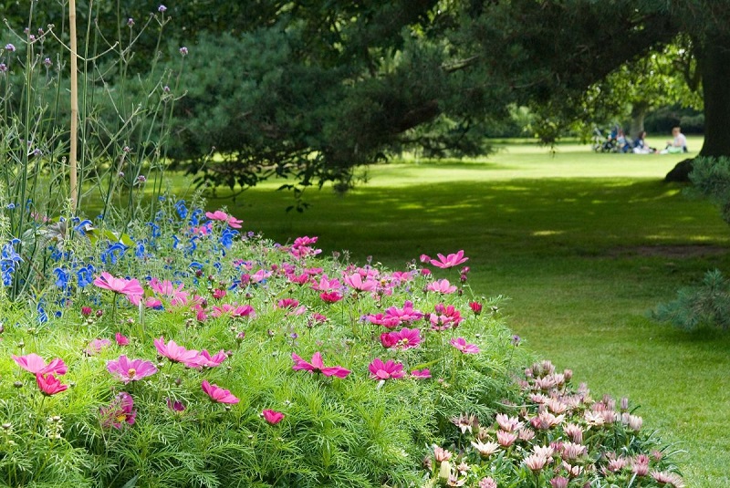 Flores de primavera en el jardín - rosa y azul