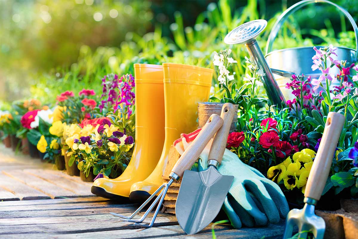 Die Beliebtesten Frühlingsblumen - 12 Schöne Frühlingspflanzen