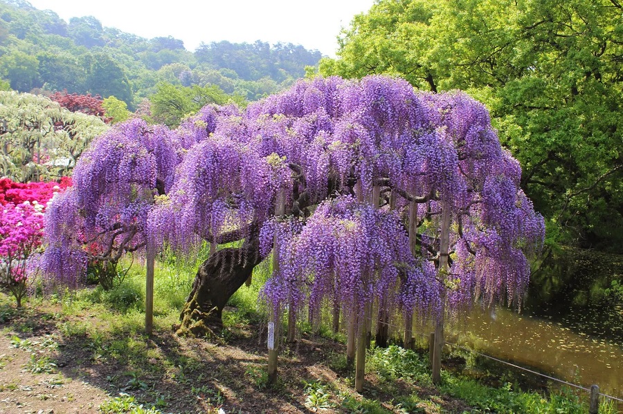 Glycine - prix