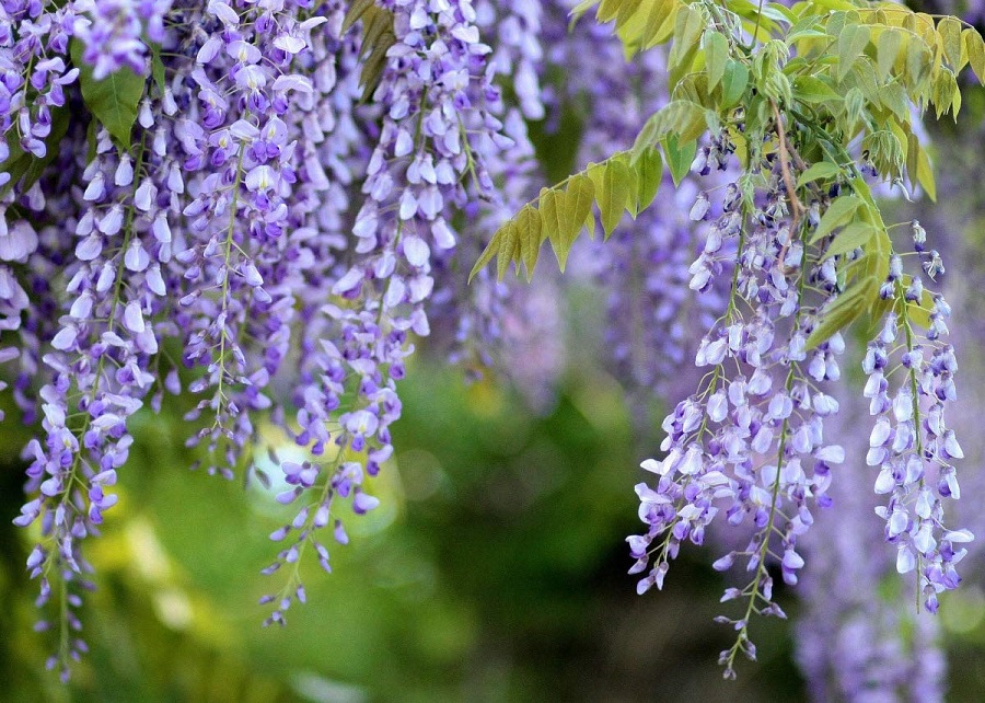 Wisteria - ¿Cuál es el origen de esta planta?