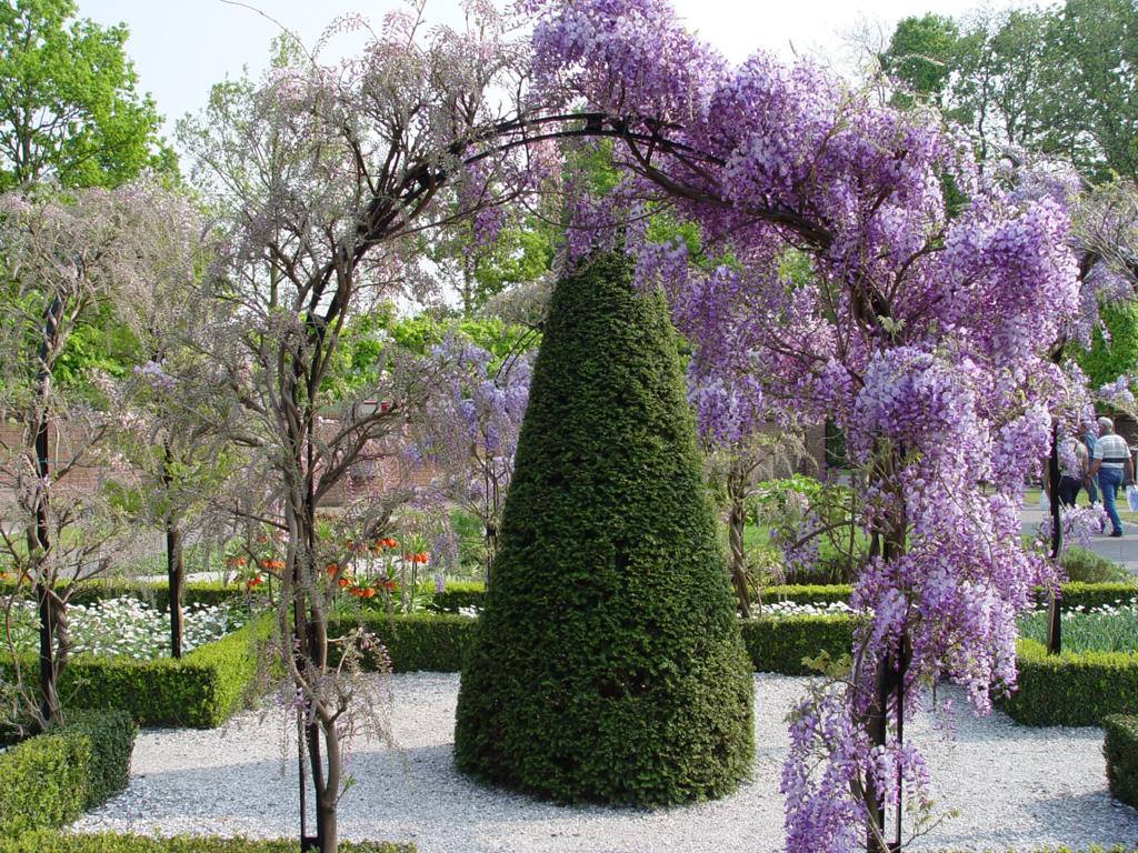 Wisteria en la pérgola - ¿es una buena solución?