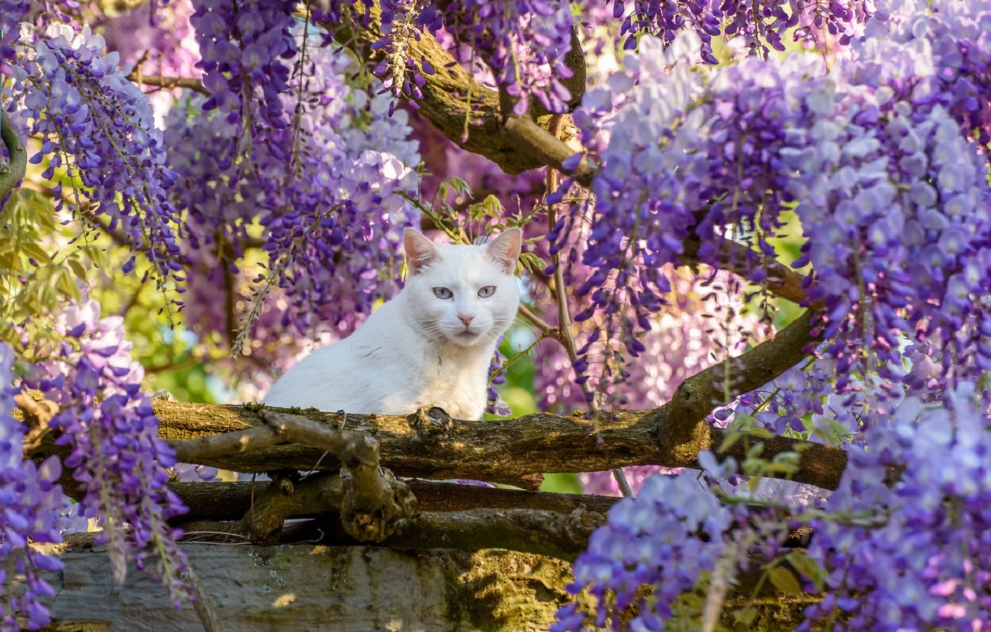 Wie Wächst die Wisteria? Blumen, Sorten, Vermehrung und Pflege Glyzinie