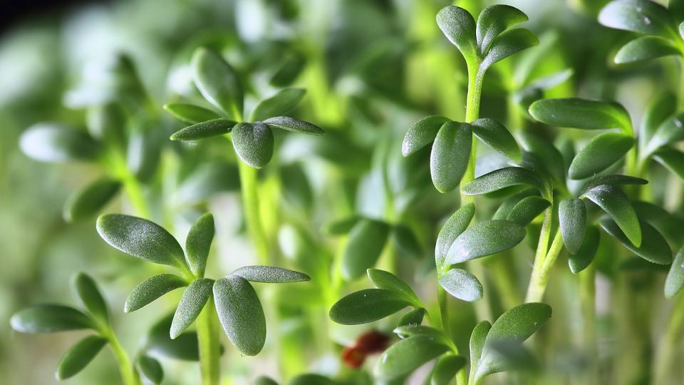 Quali sono i benefici del crescione da giardino?