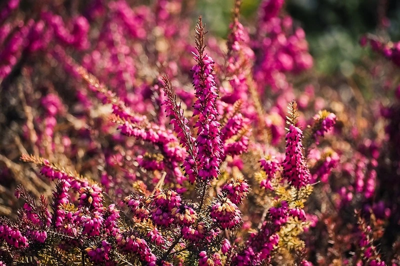 Erica - origini e caratteristiche della pianta