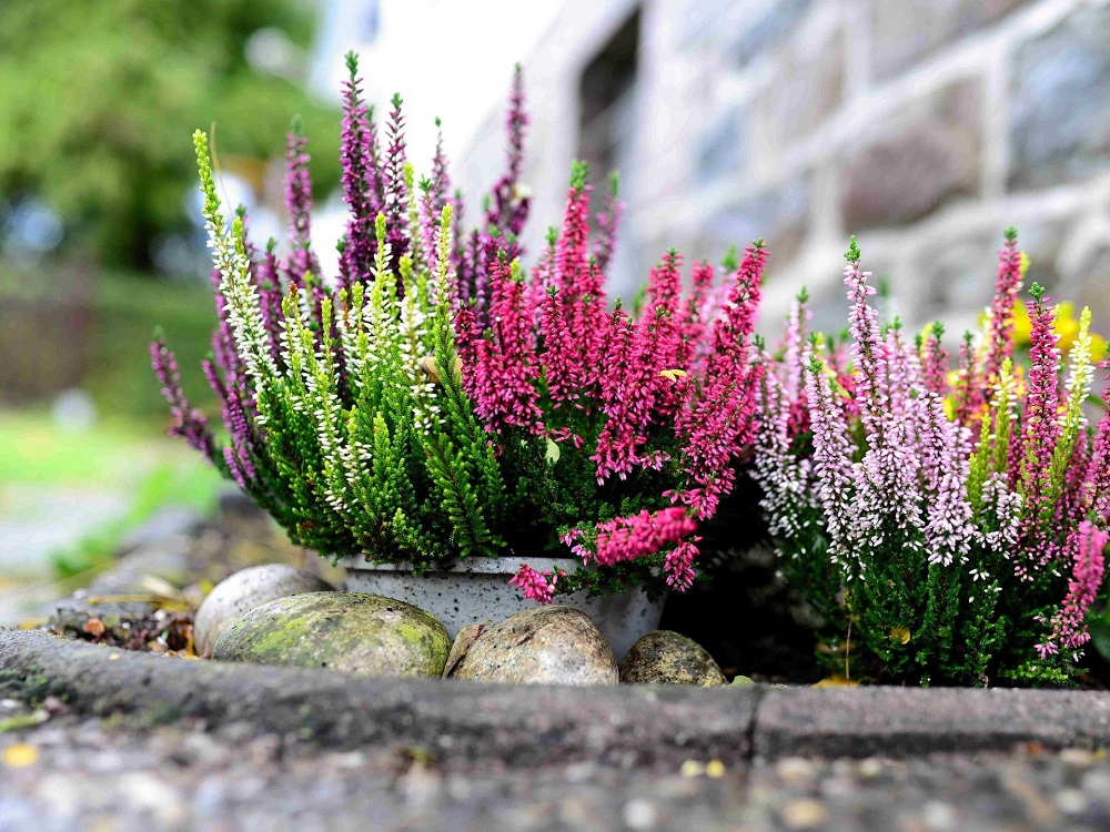 Brezo común: pequeños y hermosos arbustos de jardín alpino