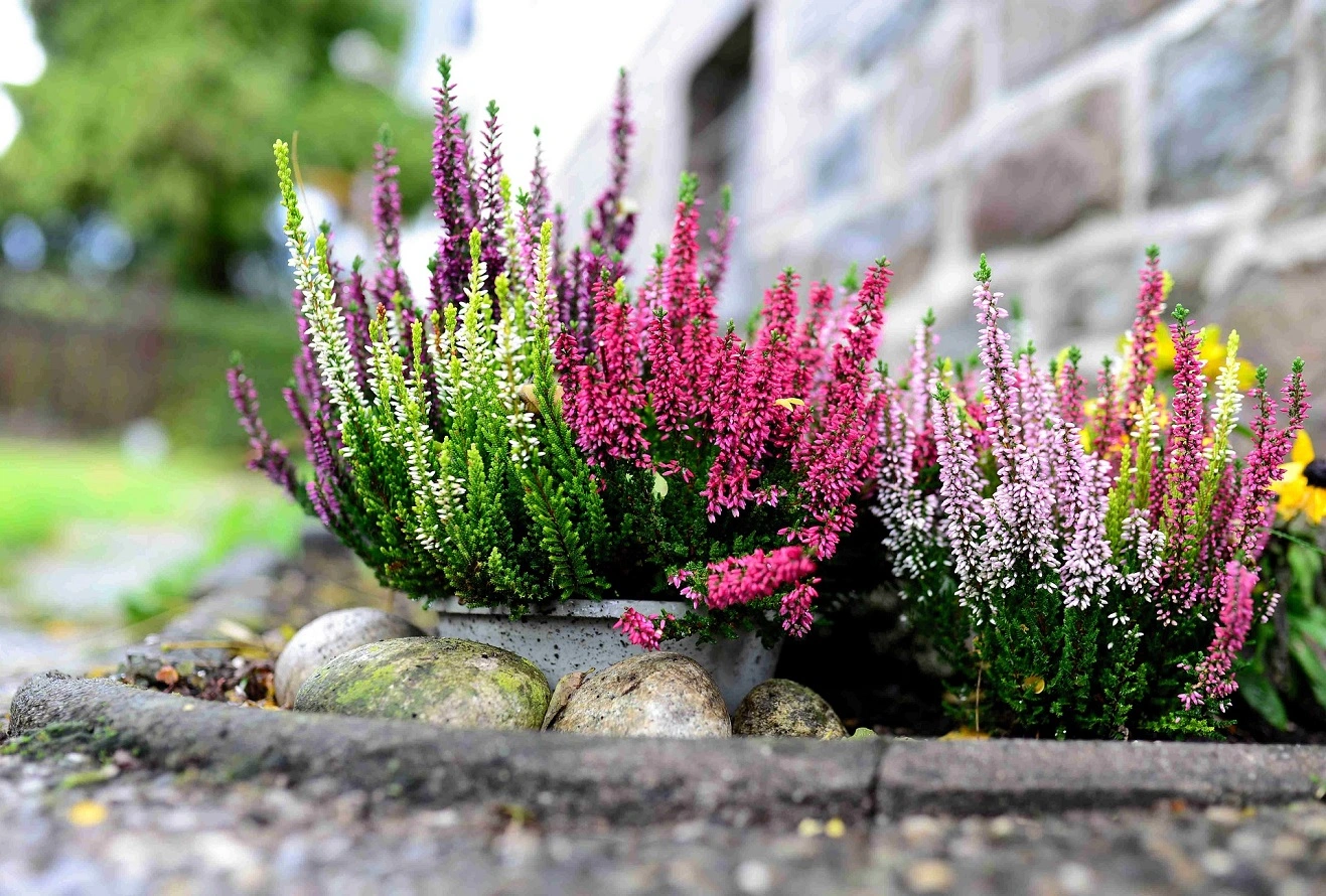 Guía para el Cuidado de las Plantas de Brezo - Cultivo del Jardín de Flores de Brezo