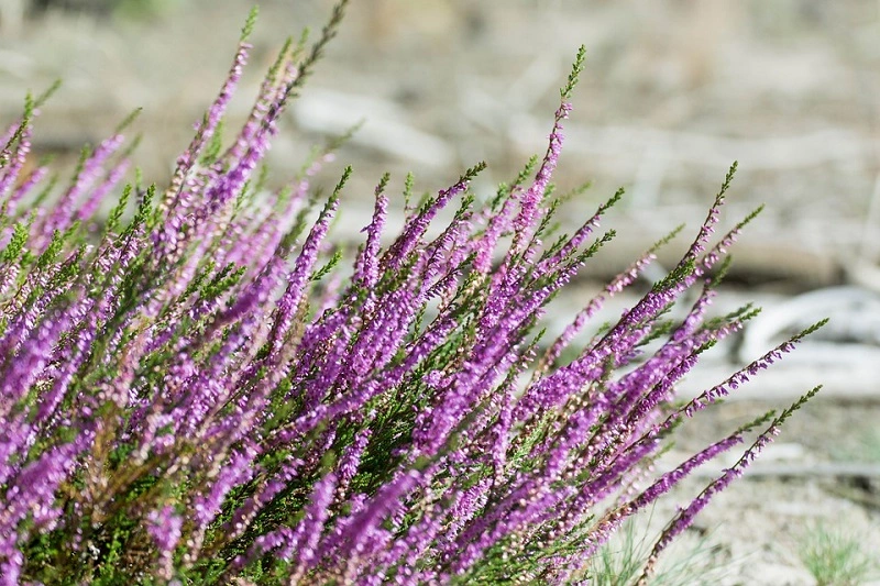 ¿Cómo cultivar y cuidar el brezo?