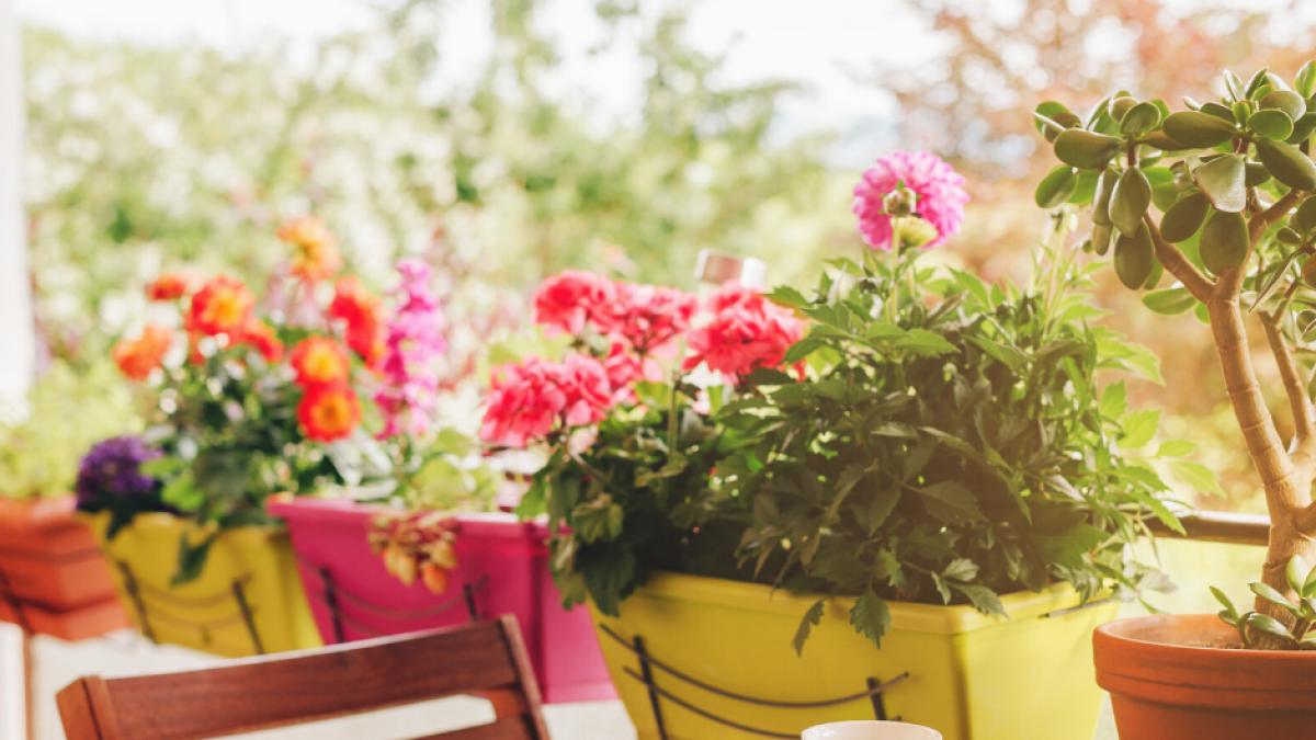 Il giardino del balcone - aspetti importanti