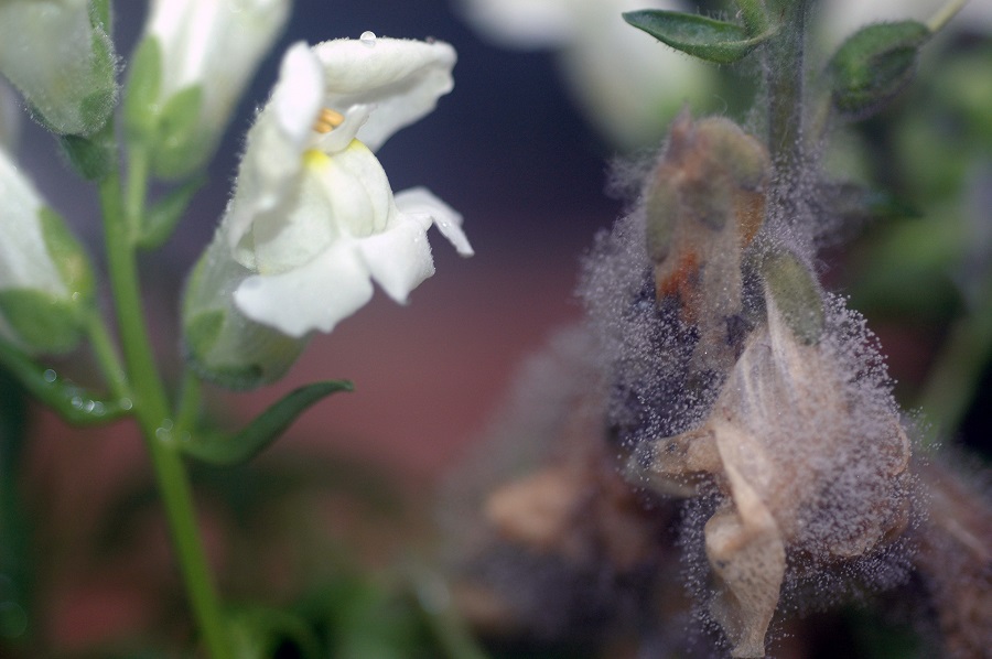 Succo di cipolla contro la peronospora della botrite