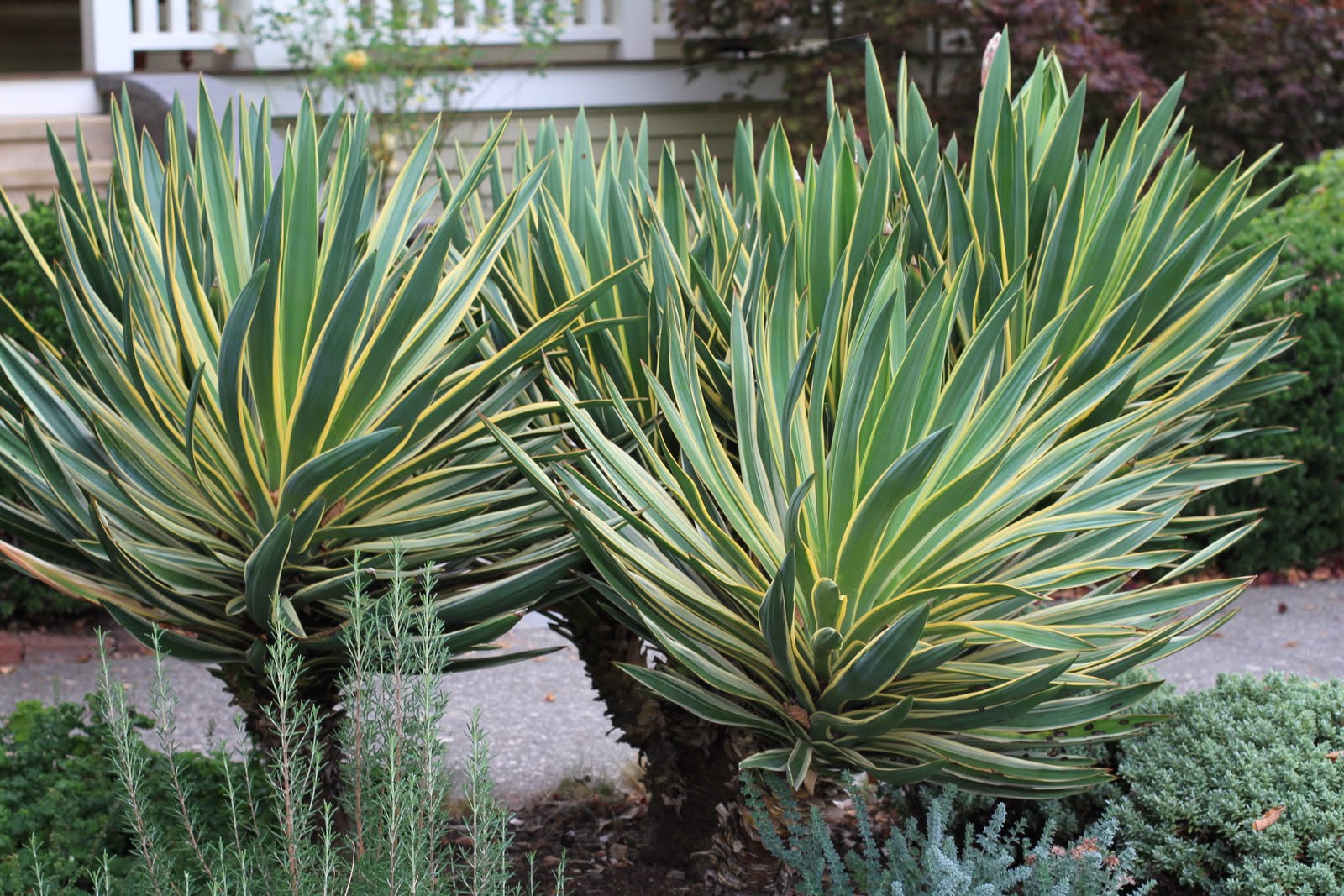 Pianta di yucca colorata