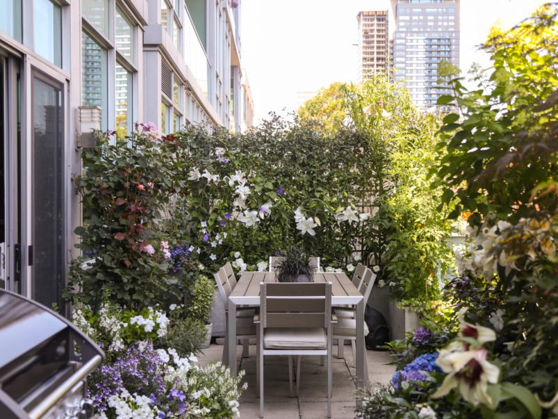 Climbing plants - enclosed balcony