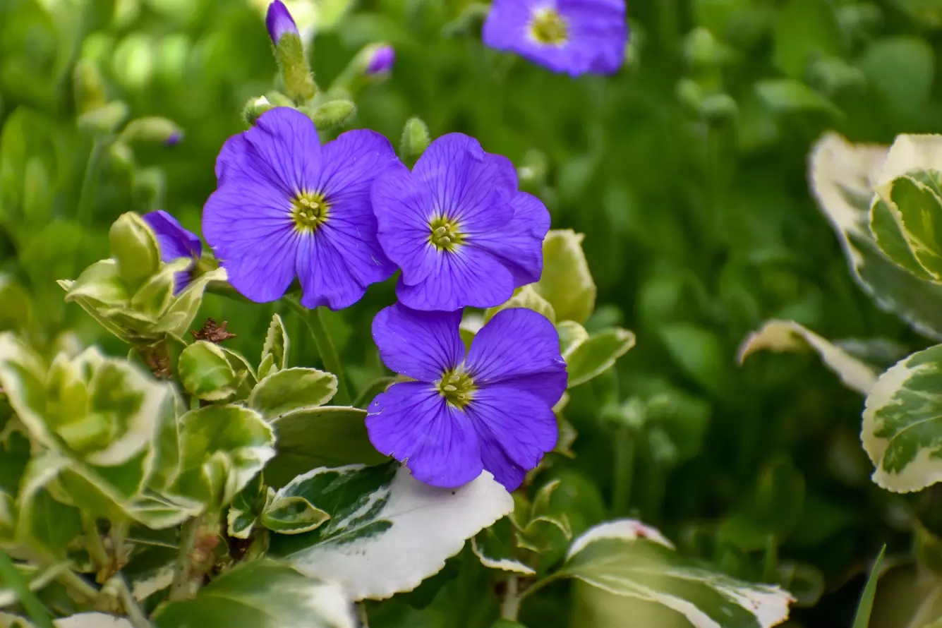 Purpurrote Felsenkresse - Überprüfen Sie, Wie Man Schöne Aubrieta Cascade Wachsen