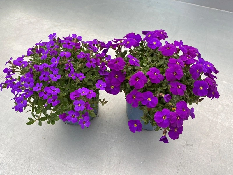 ¿Cuándo plantar la aubrieta en el jardín?