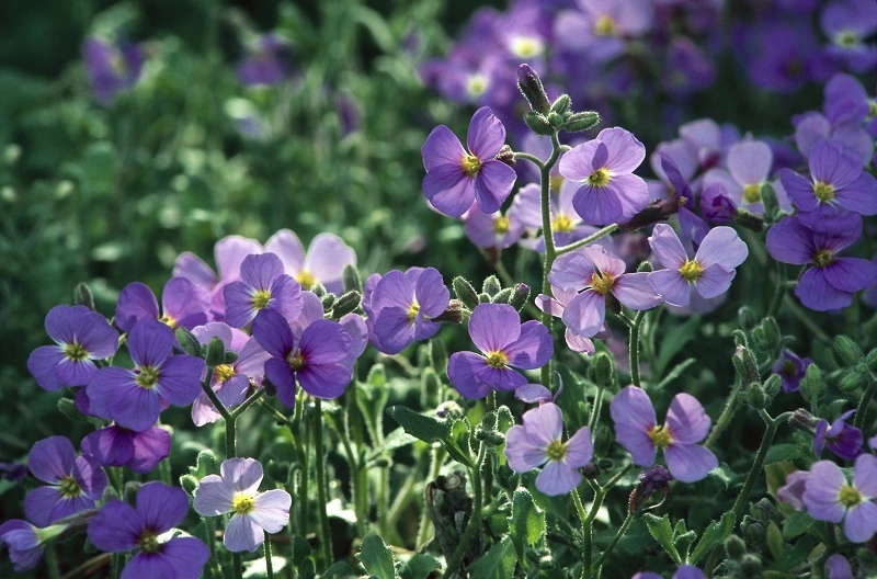 Variedades populares de plantas de aubrieta