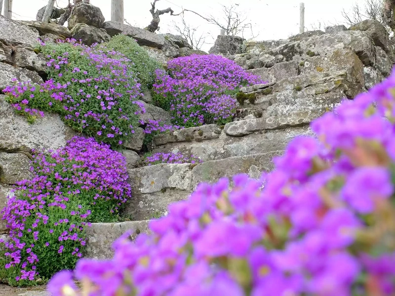 Aubrieta a cascata - fioritura