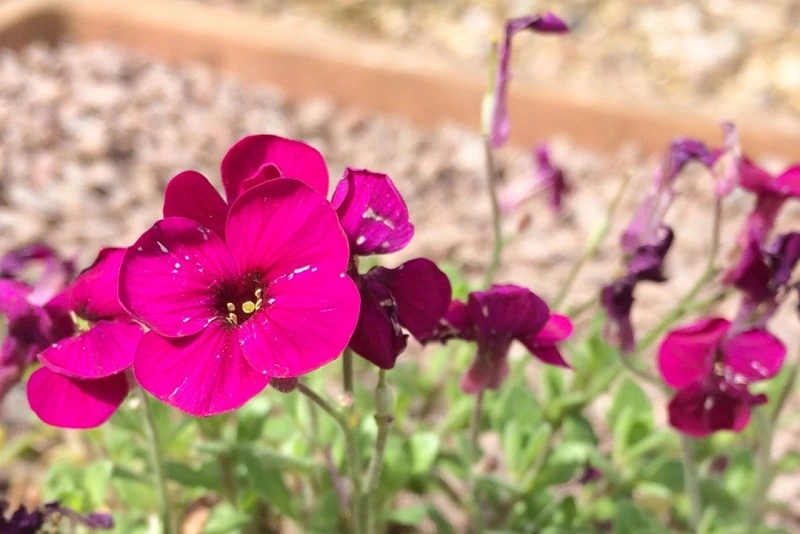 Qual è la posizione migliore per l'aubrieta?