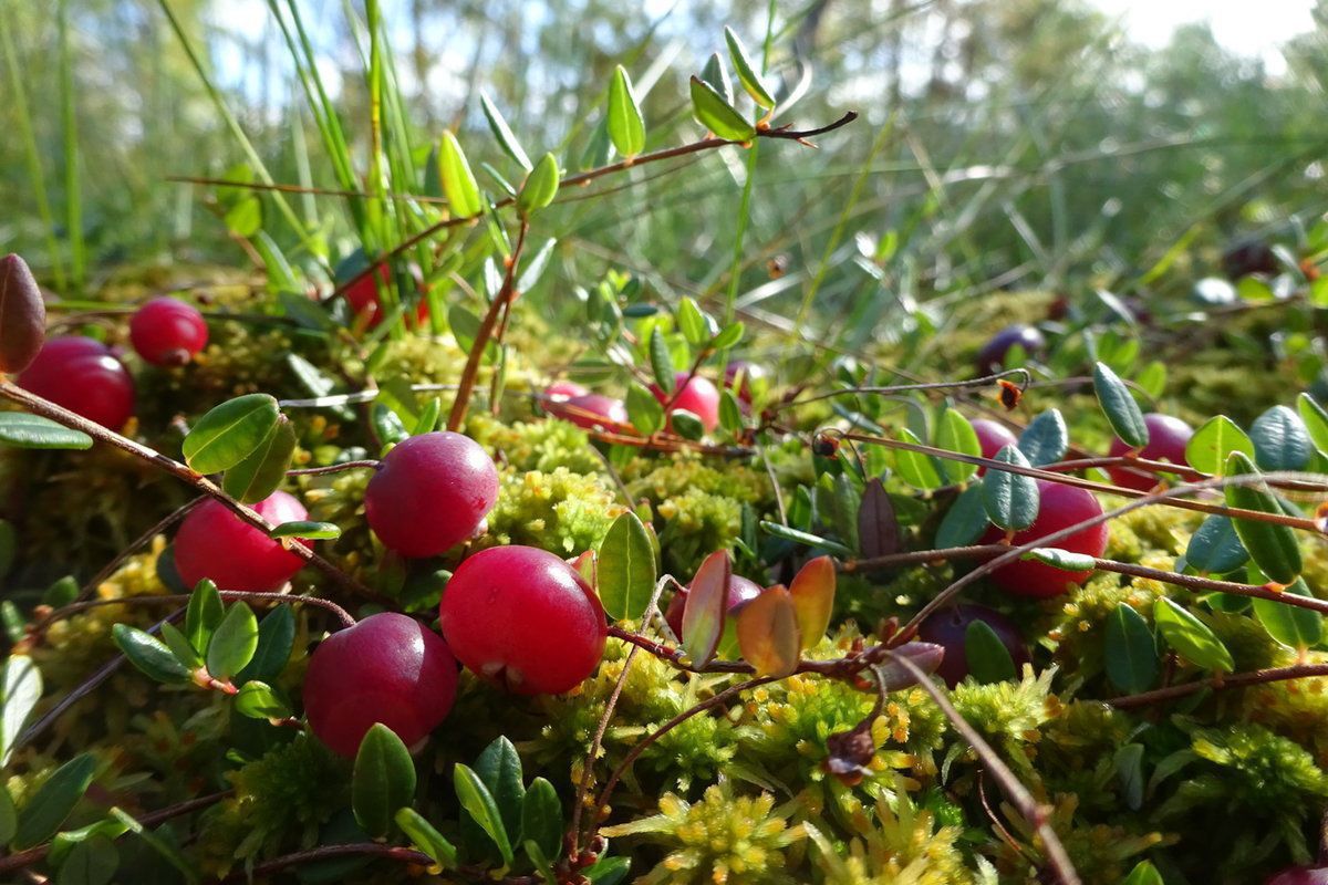 ¿Cuándo cosechar los arándanos?