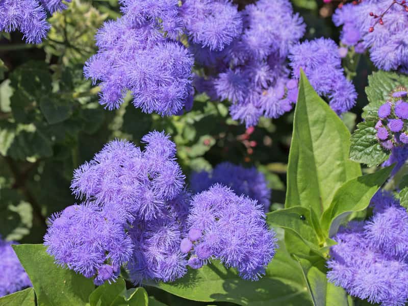 Flores de flor - flores de balcón