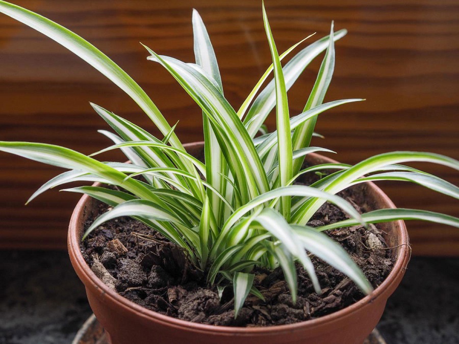 Spider plant – popular varieties