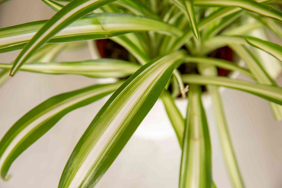 Spider plant – propagation