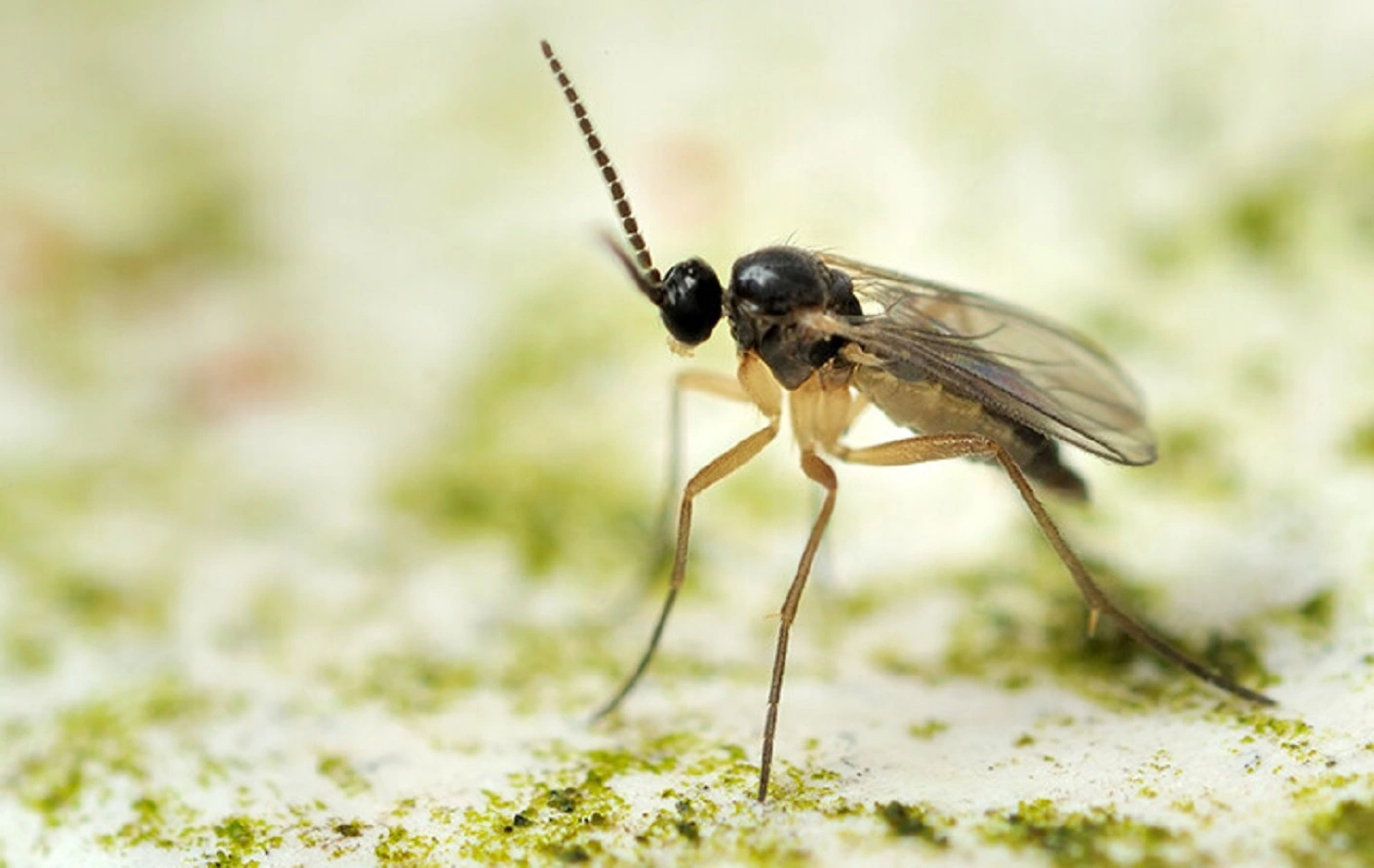 Mosquitos de los Hongos - 4 Maneras Efectivas de Deshacerse de los Mosquitos en las Plantas