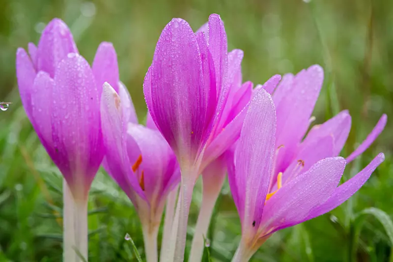 Wiesensafran (Colchicum autumnale)