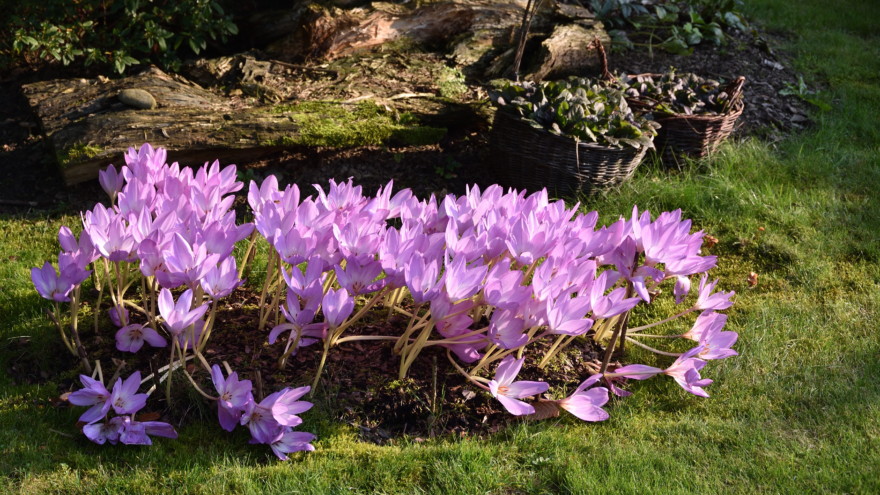 Autumn crocuses - garden plants