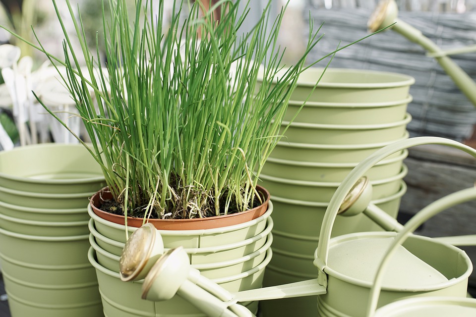 Les herbes universelles en pot dans la cuisine - ciboulette et origan