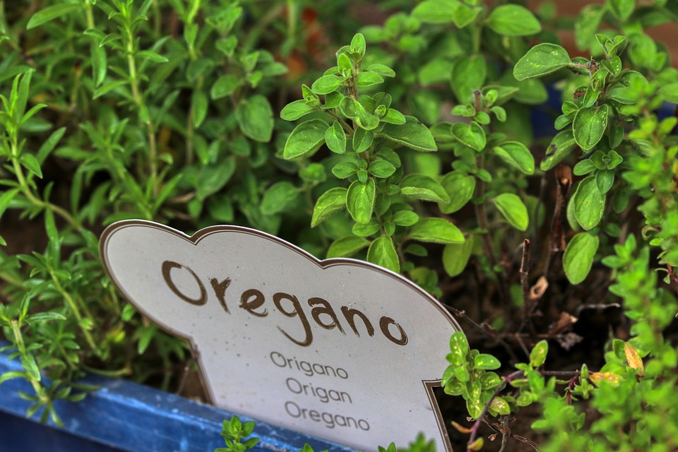 Herbes de cuisine - Oregano