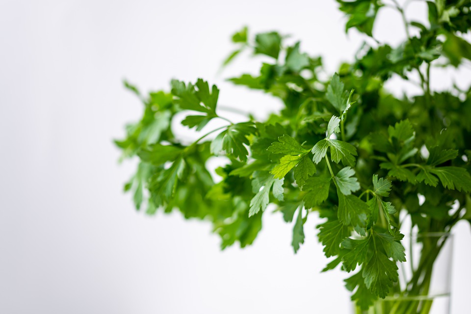 Les herbes culinaires les plus courantes - le persil et le basilic