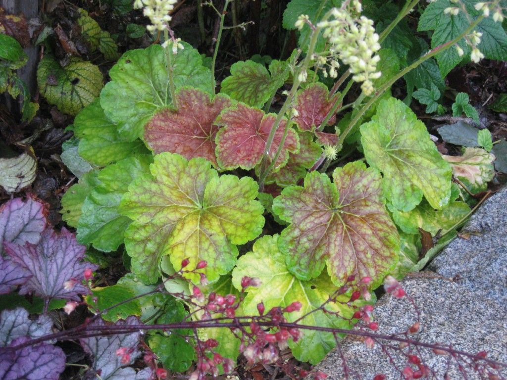 Heuchera - plantes de pleine ombre