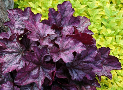 Heuchera - plantas para zonas de sombra